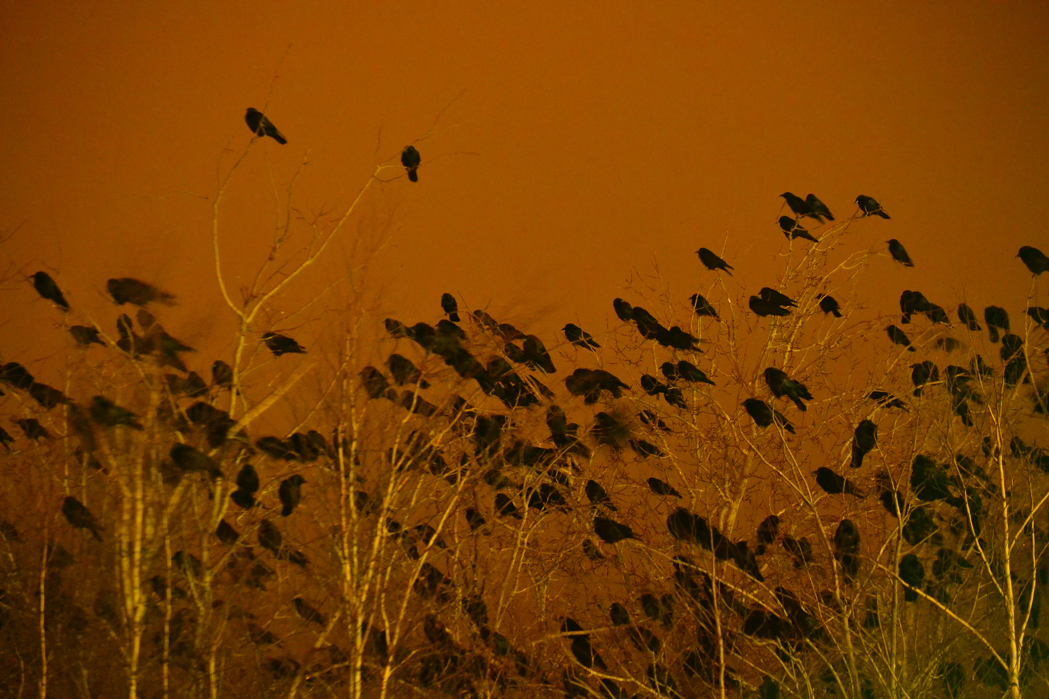 PHOTO Crows roosting at night Spacing Atlantic Spacing Atlantic