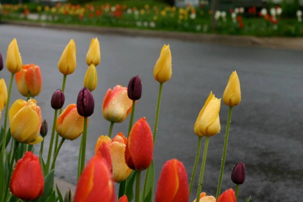 Tulip Street