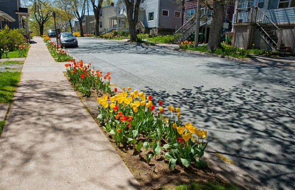 Tulips on Tulip Street, Dartmouth