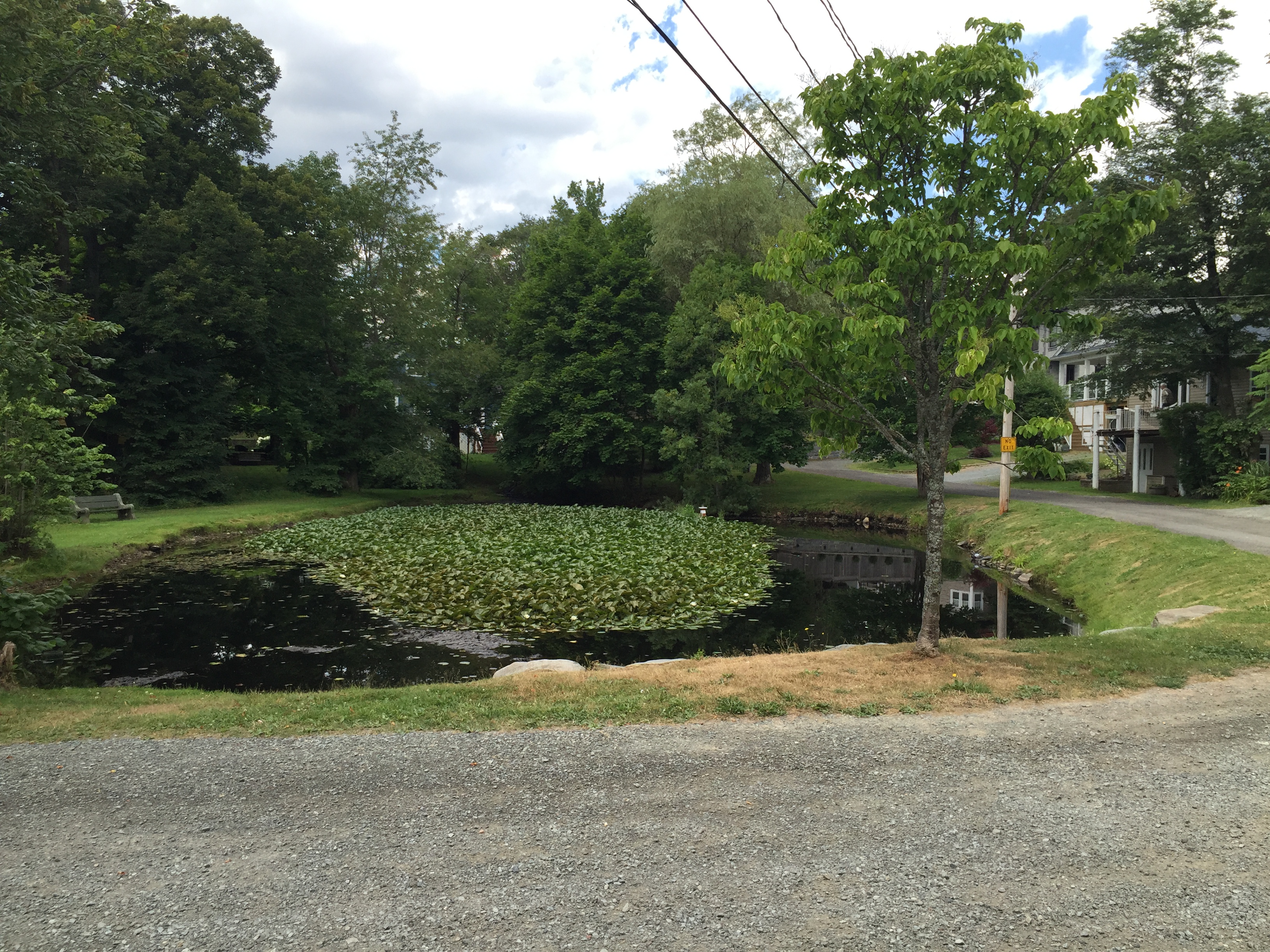 Pond at Linden Lea