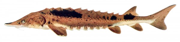 Lake Sturgeon, Numao, Acipenser fulvescens