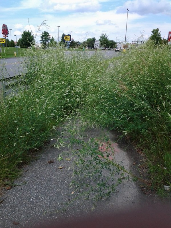 Overgrown sidewalk near the Bangor Mall