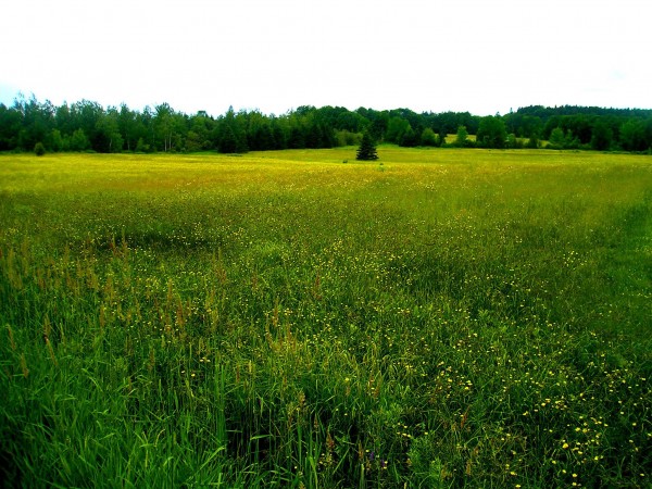 Along the Road From Fredericton to McAdam, near Harvey.