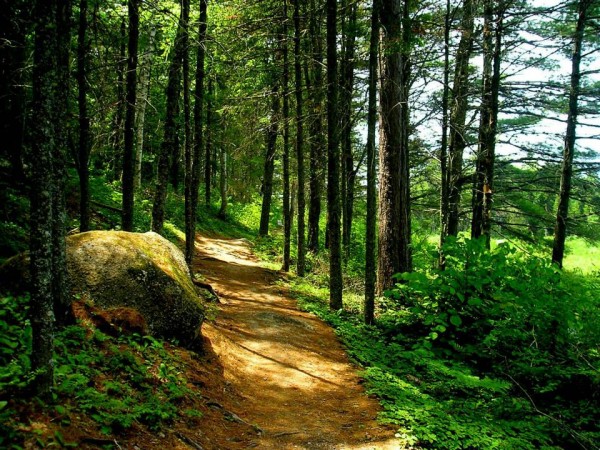 Nature Trail Near McAdam Pond.