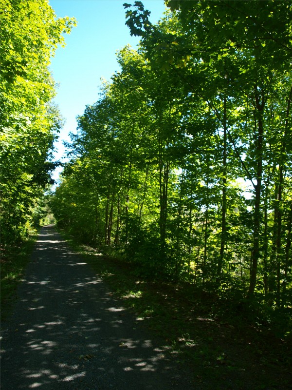 Trees, along the northside trail 