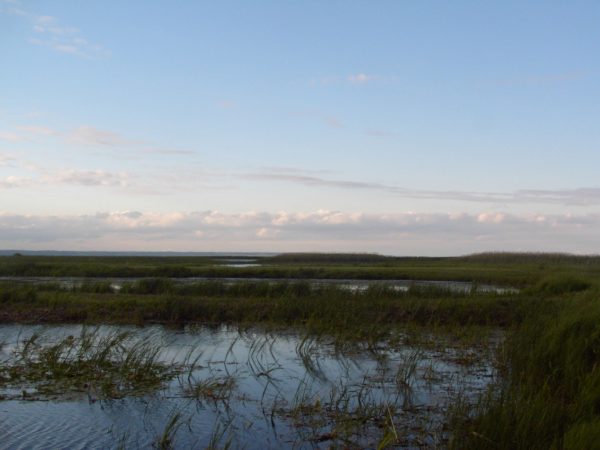Long Point marshes. Image courtesy of Wikimedia Commons.
