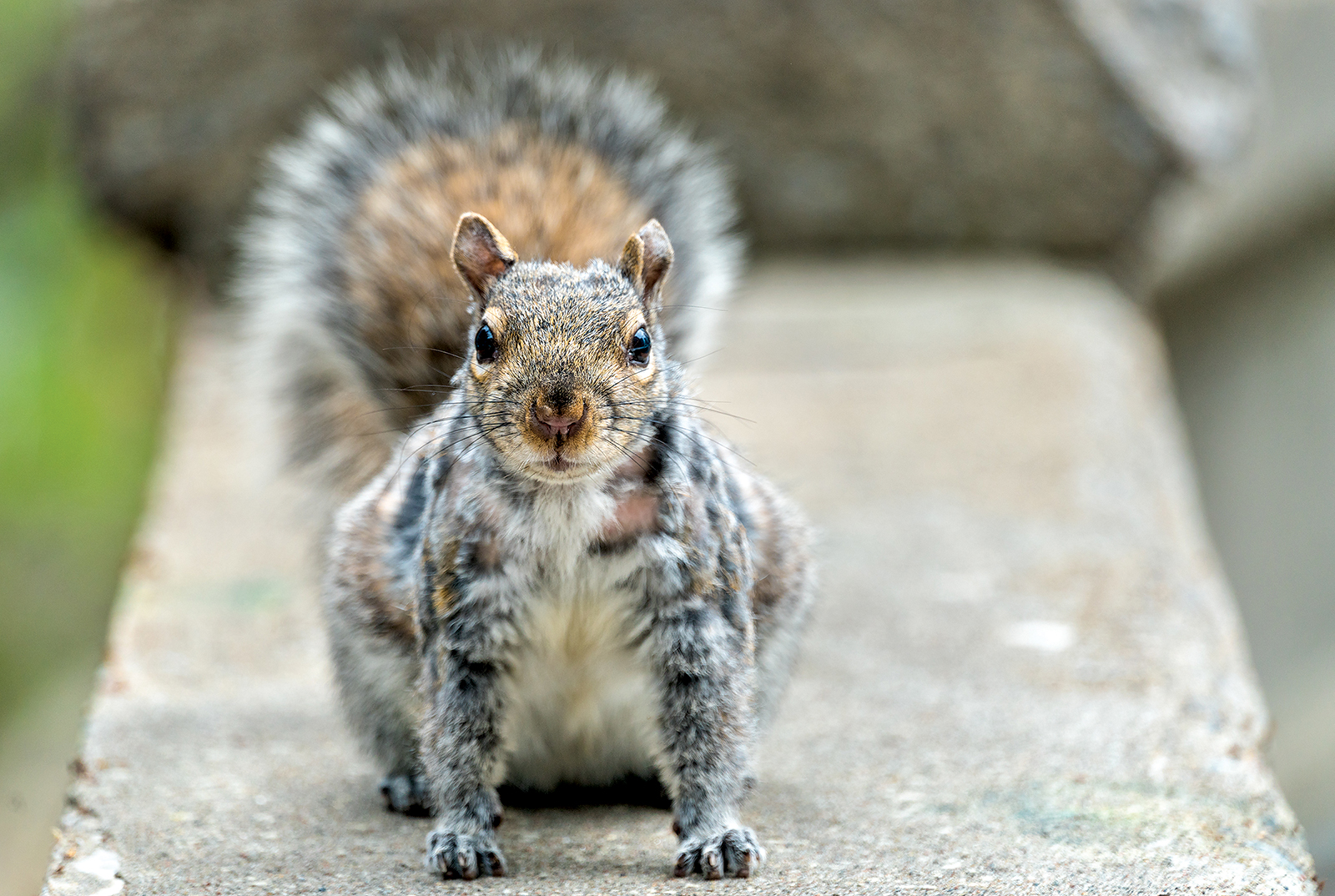 Toronto's squirrels have carnivorous Spacing Toronto Spacing