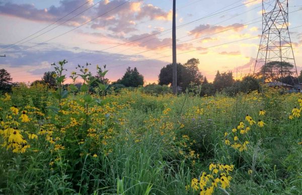 Wildflowers and sunset