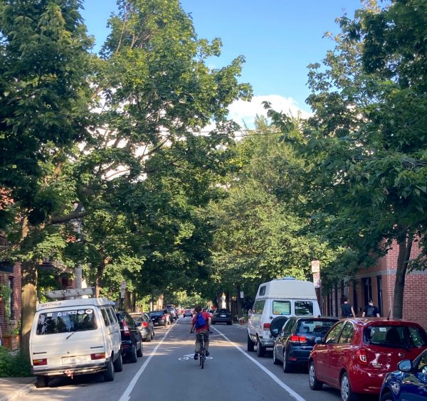 Tree-lined street