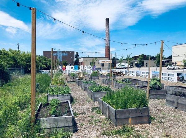 A developer-funded community garden mixes vegetable growing with condominium marketing.