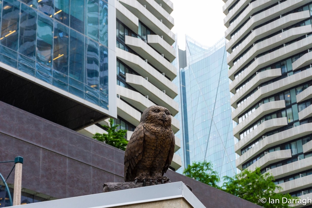 A snowy owl bronze sculpture scans for prey.