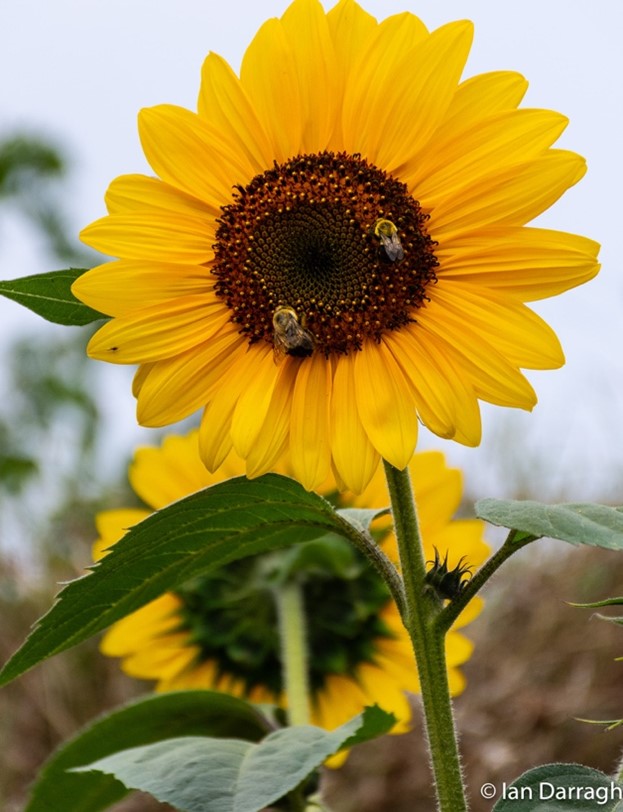 Sunflower thrives on Michael Hough Beach which is in a cove that creates a microclimate