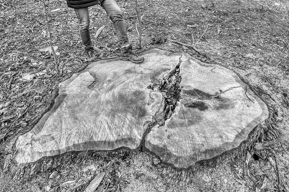 Old-growth tree felled in Crothers Woods.