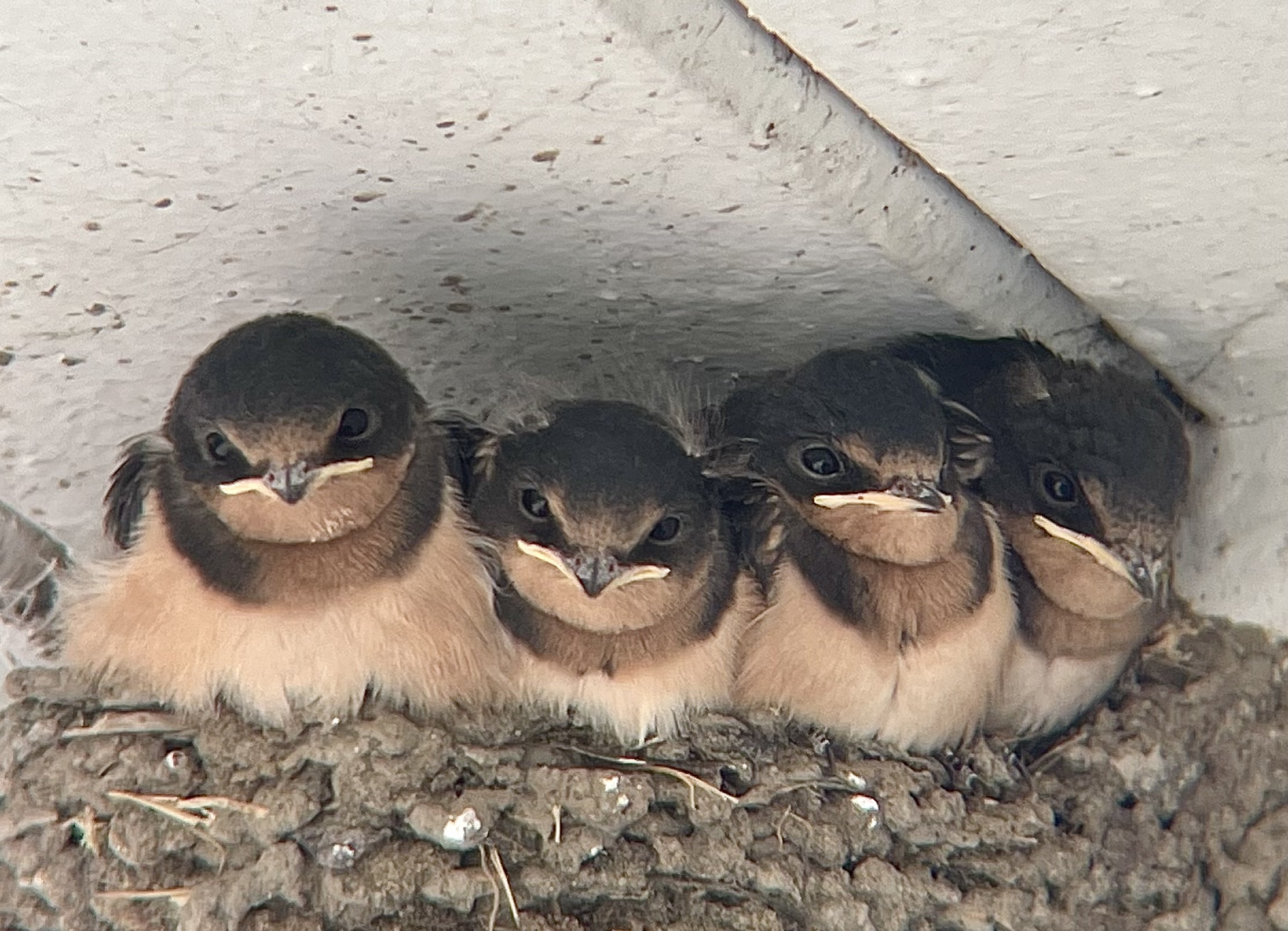 Barn swallow chicks, a species of special concern. The building where this nest was located has since been demolished.