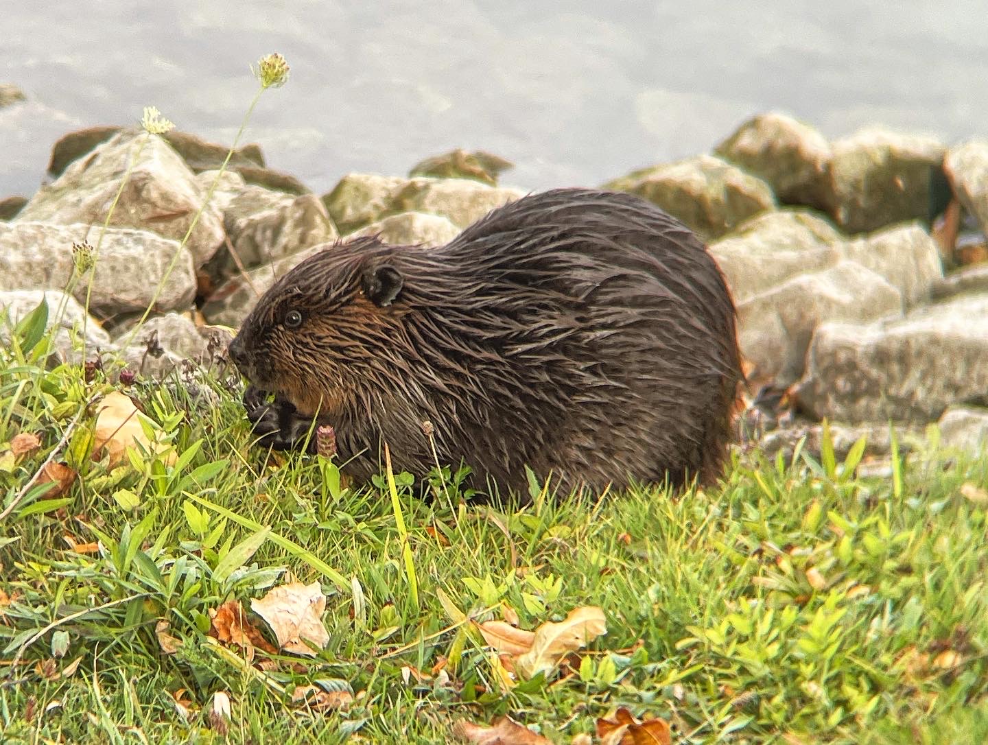 Beavers are common at Ontario Place on land and in the water. (Photos: Francesca Bouaoun)