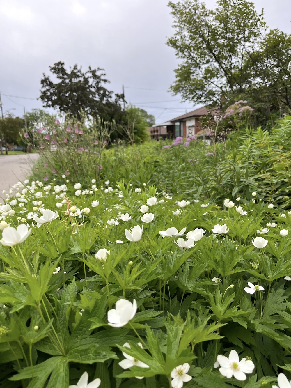 Canada Anemone blooming in June in Counter’s rainwater infiltration garden.