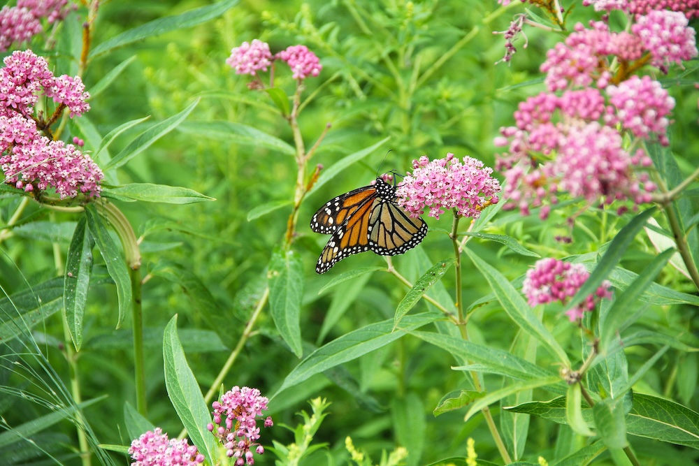 A Monarch butterfly rests upon swamp milkweed in Counter’s boulevard stormwater infiltration garden. SOURCE: ©Douglas Counter