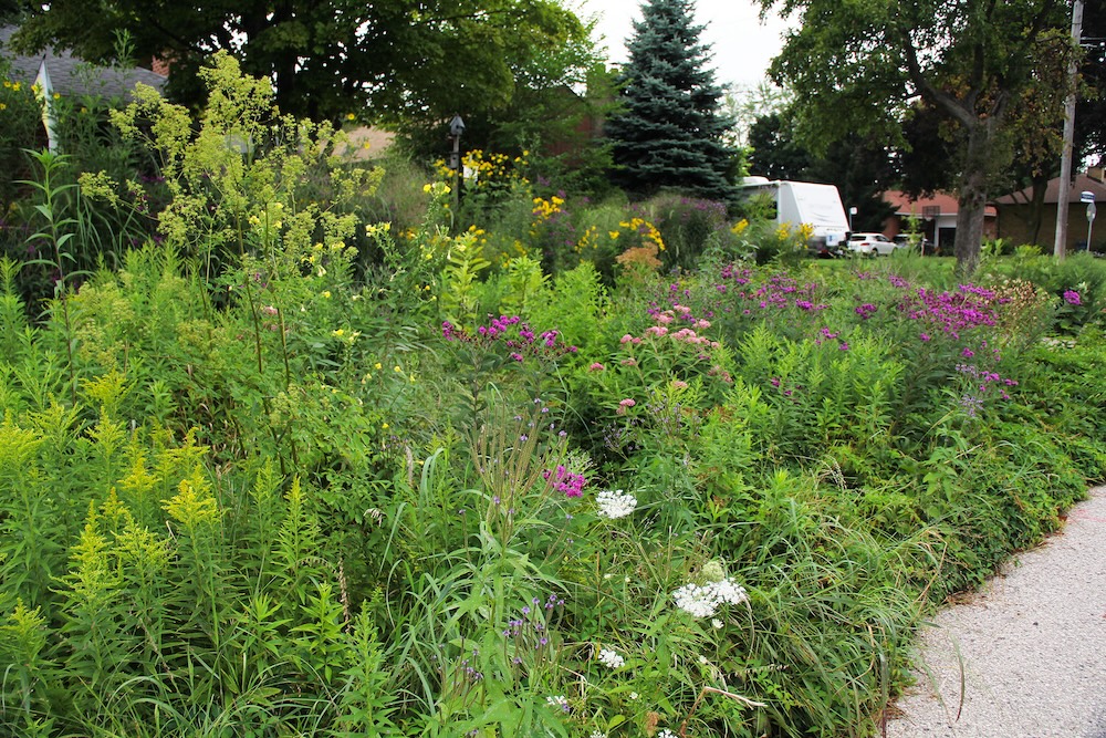 Flowers blooming in August in Douglas Counter’s boulevard garden. SOURCE: ©Douglas Counter