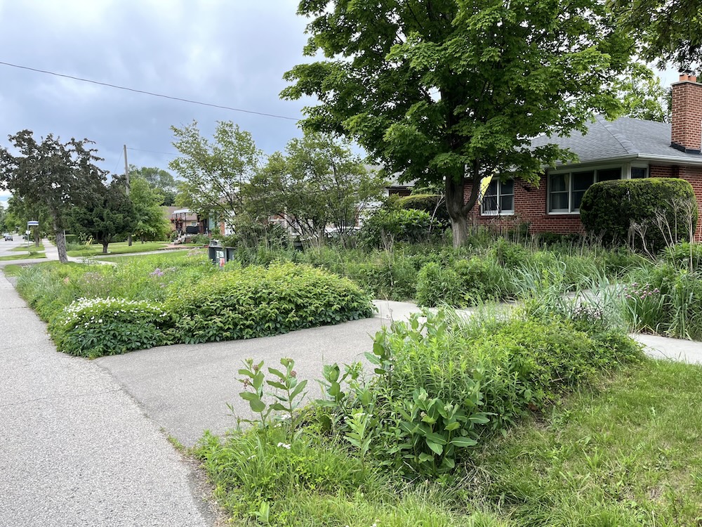 Douglas Counter’s boulevard garden in June. Different flowers bloom throughout the growing seasons, and the garden often appears different from one day to the next.