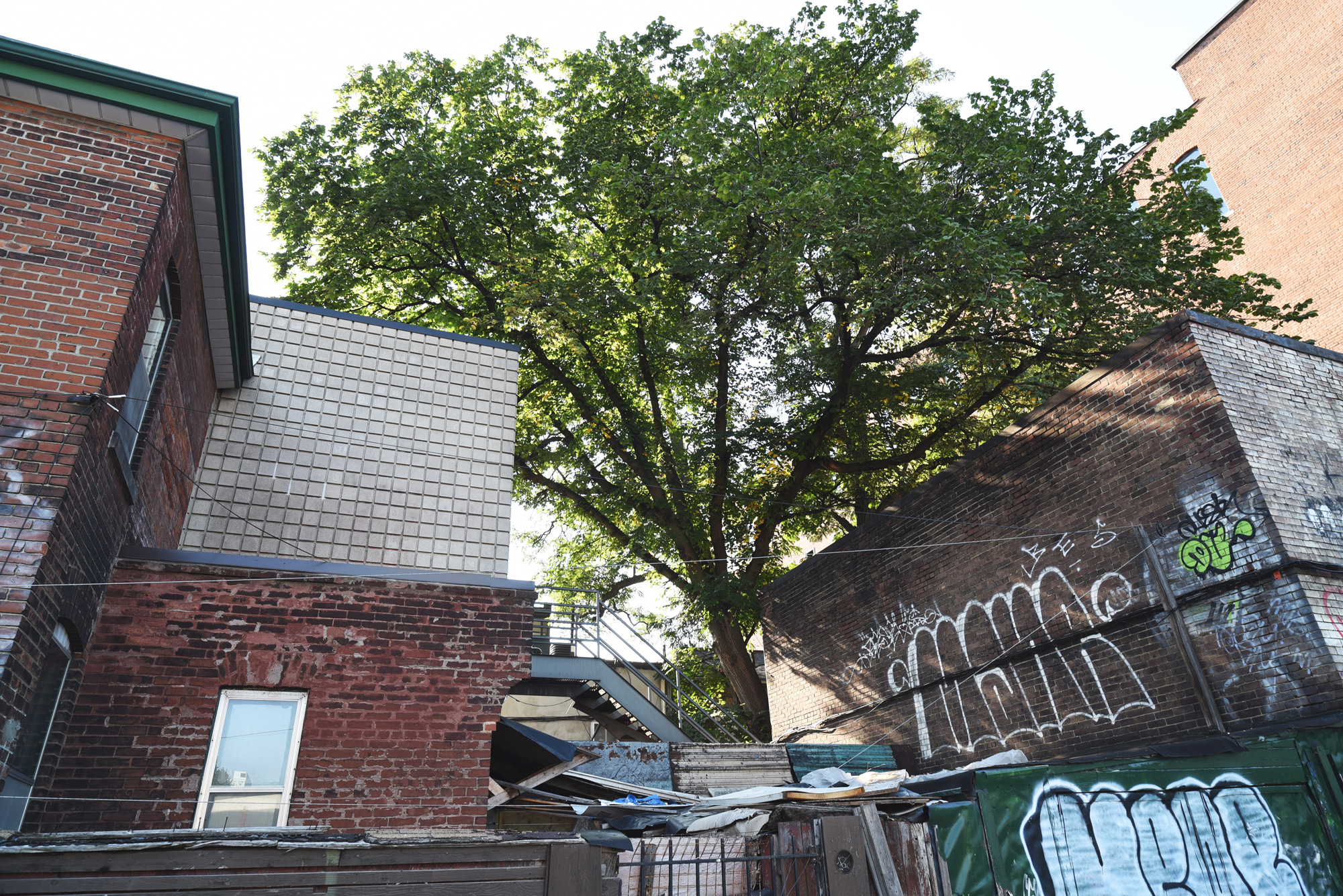 Elm Tree Growing in the Courtyard of 233–235 Spadina, 2024.