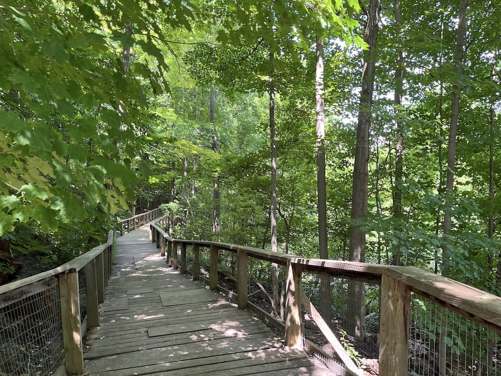 One of the trails at Blythwood Ravine.