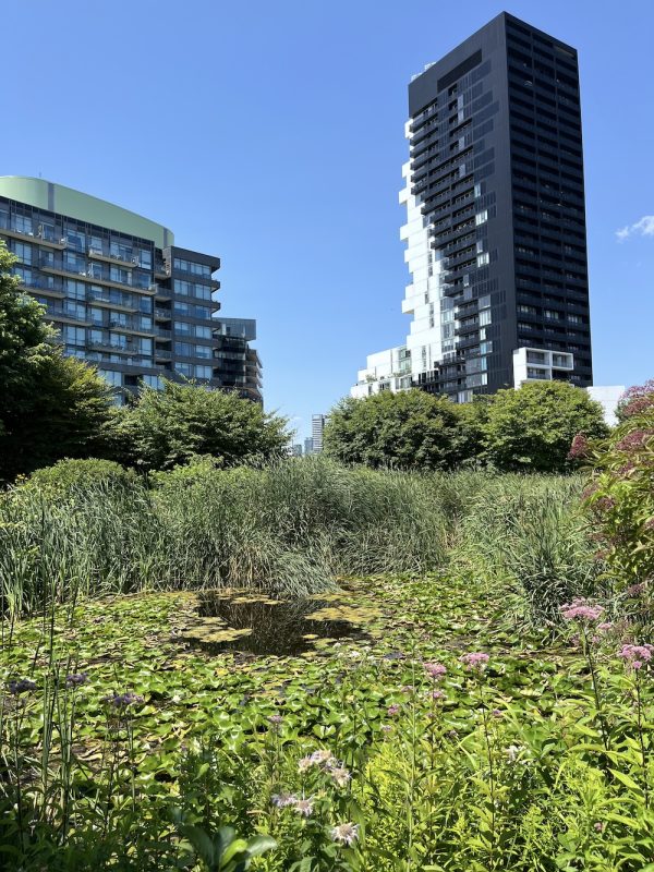 Corktown Common is one of the stops on the self-guided audio tour. The site gives you a sense of what historic Ashbridge's Bay would have looked like – once the largest wetland in North America, filled with an abundance of waterfowl.