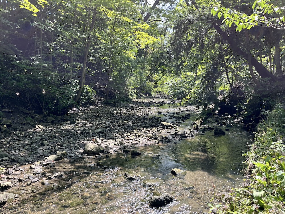 The sounds of Blythwood Ravine’s trickling water was one of the highlights of our day.