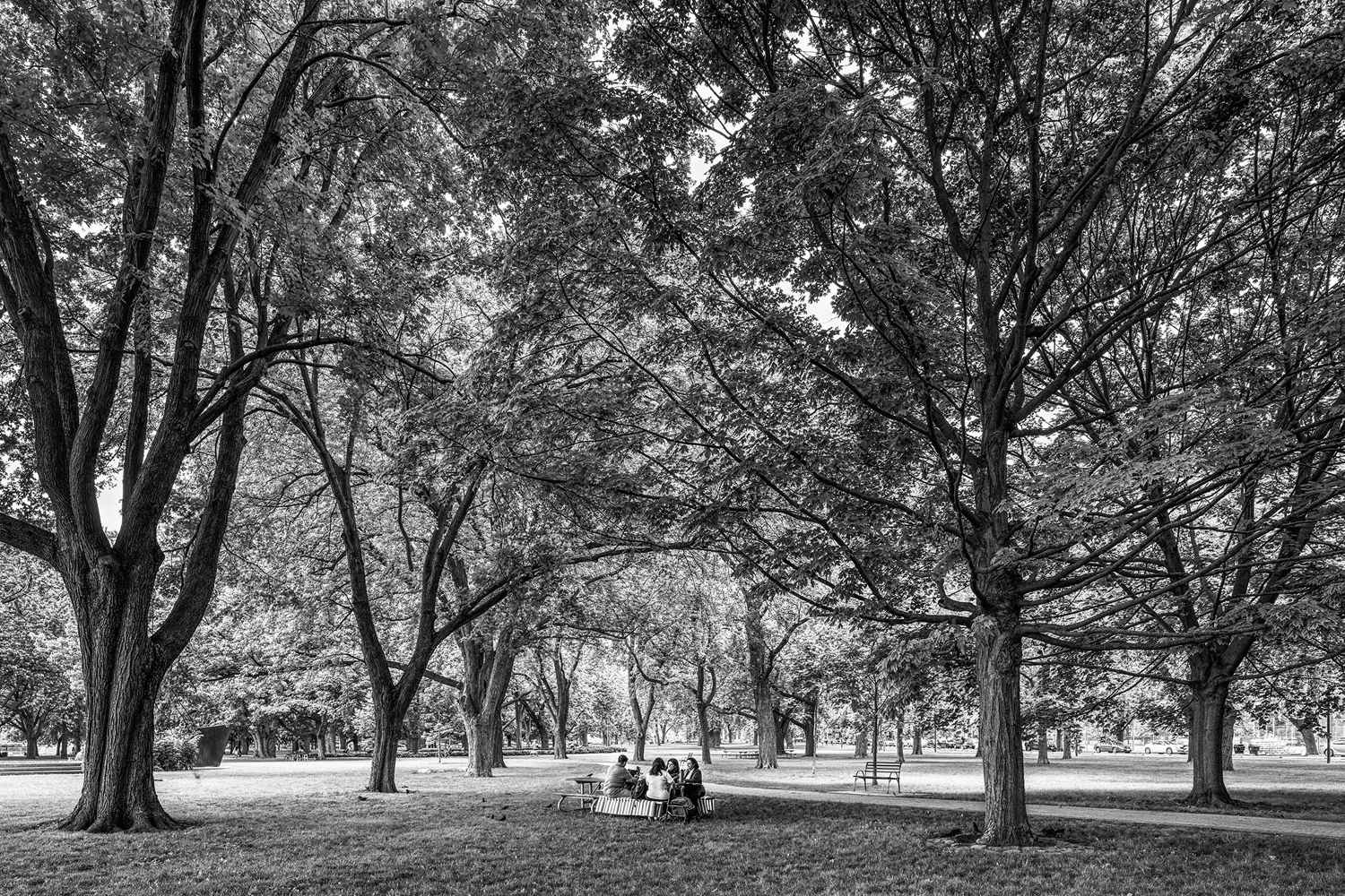 A family picnic in the shade of the old memorial trees at Coronation Park.