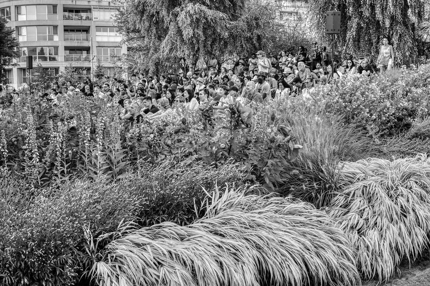 Summertime concerts draw appreciative audiences to the Giant Grass Steps Amphitheatre at the Music Gardens on Queen's Quay near Spadina Avenue.