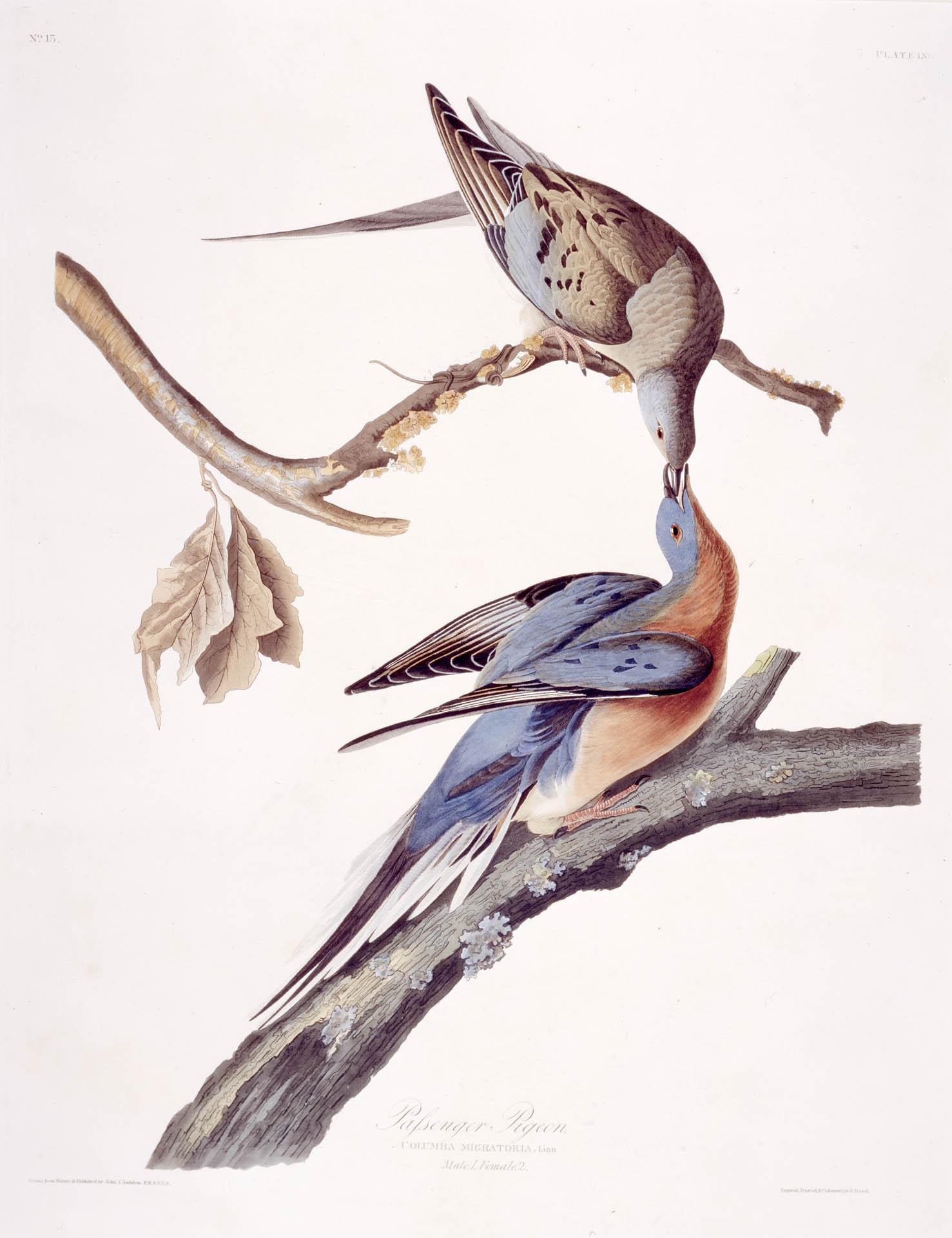 Male and female passenger pigeon