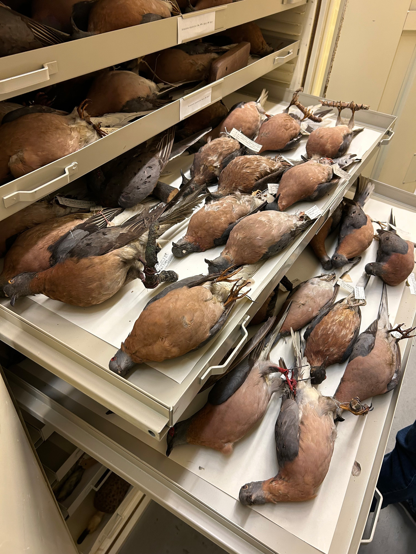 Passenger pigeons in storage