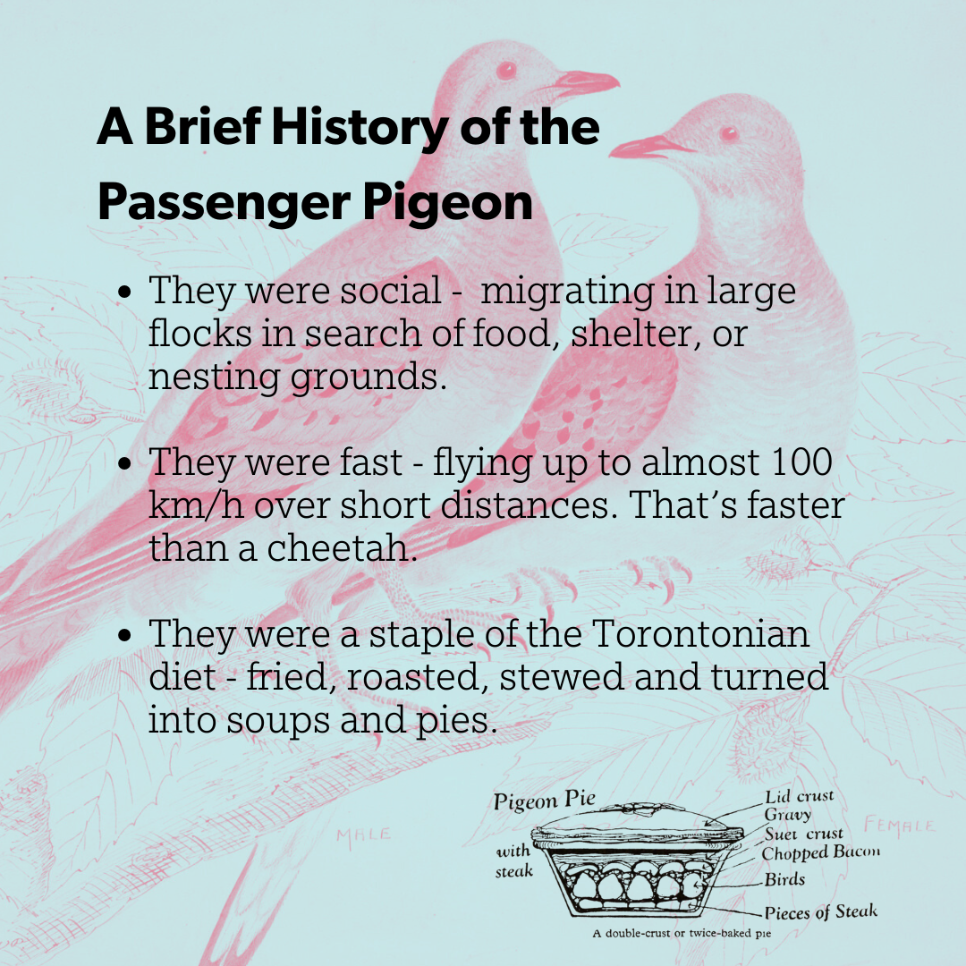 Composite Graphic by Meg Sutton. Featuring a watercolour by William Pope sourced from the Toronto Public Library and a pigeon pie sketch from Dorothy Hartley’s Food in England, 1954.