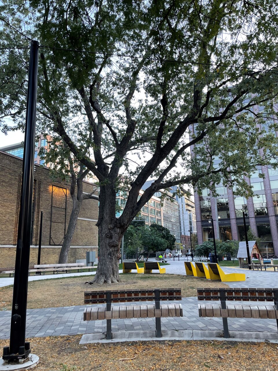 Heritage 100+ year old Silver Maple tree in St. Andrews Playground was removed when, according to the Ward 10 Constituency Advisor decided that “Upon inspection, there were several large cavities identified within the structure of the tree and tree trunk, which the inspector determined made this tree no longer viable due to structural integrity.”