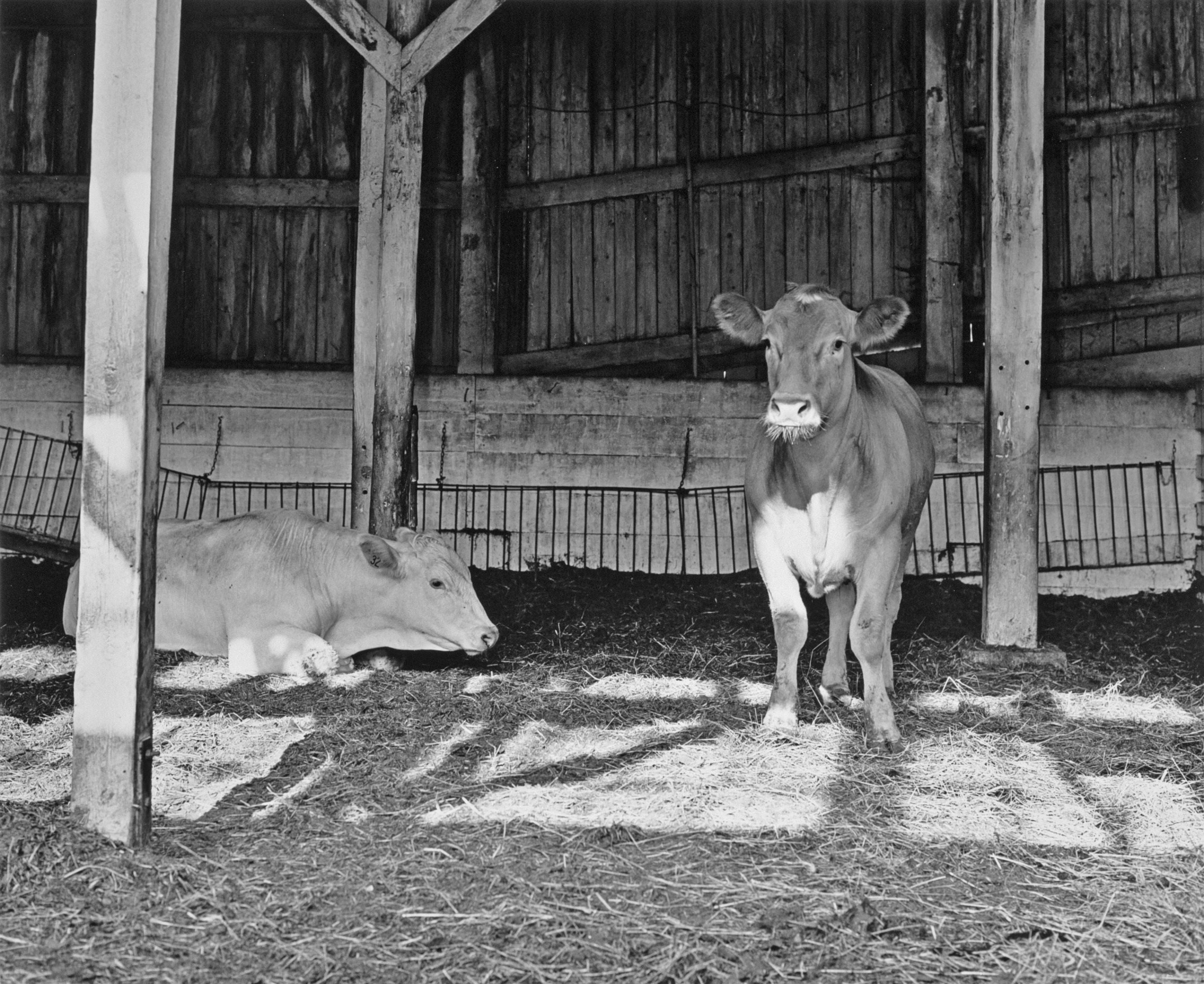 Ontario Stockyards, penned cattle, 1991