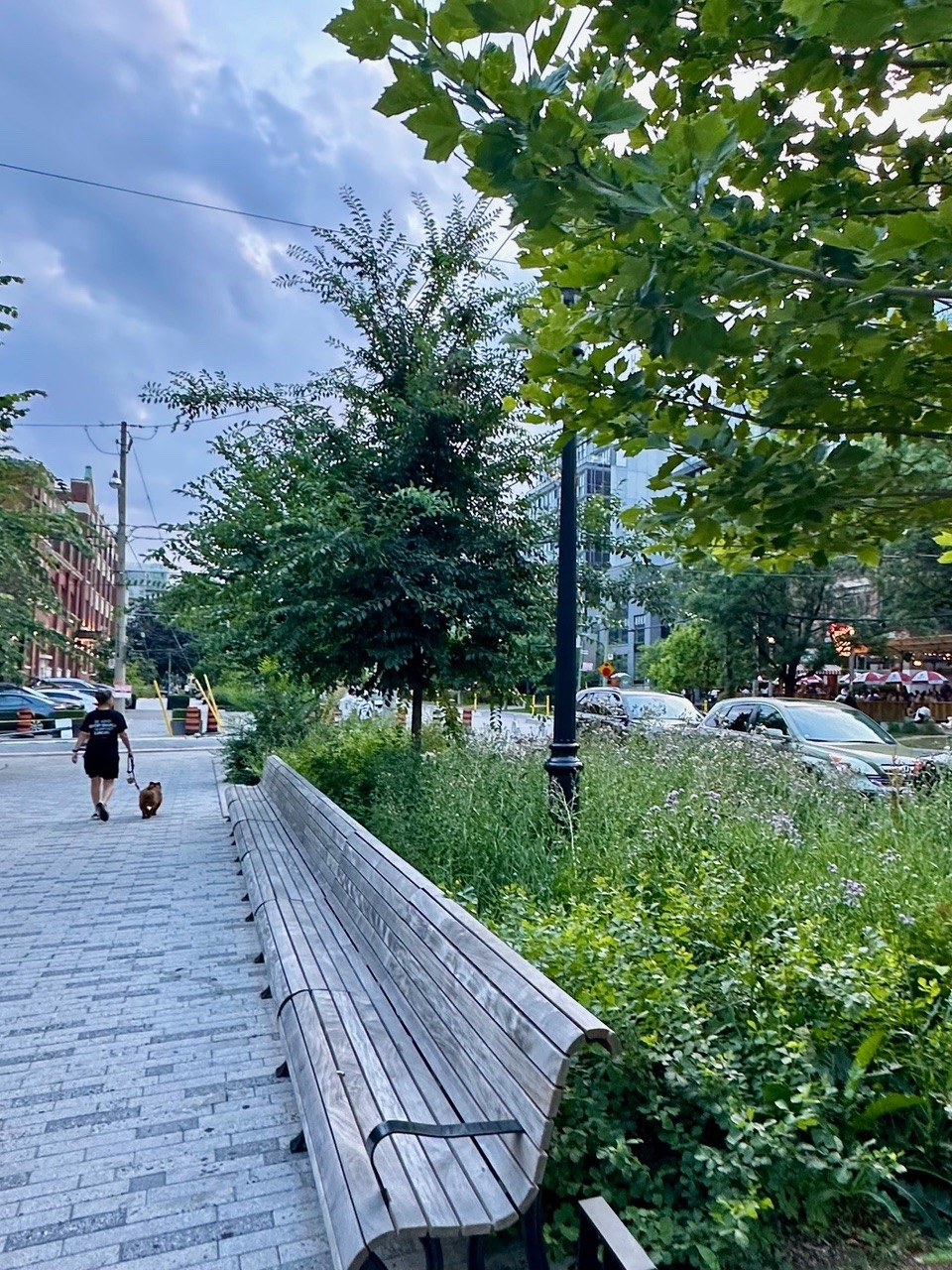 Pollinator Planting along Wellington Street protected by metal railing – Designed by CCxA