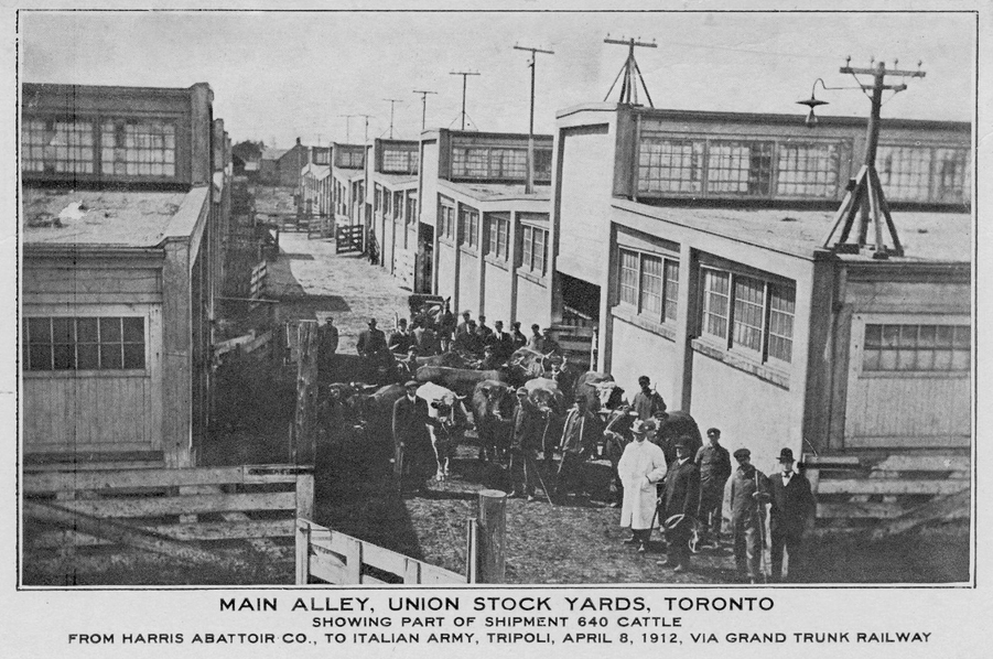 Main alley. Union Stock Yards, Toronto showing part of a shipment of 640 cattle, etc., 1912. Baldwin Collection of Canadiana, Toronto Reference Library, gift of Norman Attikin, Object Number PC_5370