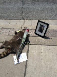 Memorialized #DeadRaccooonTO. From @jasonwagar/Twitter