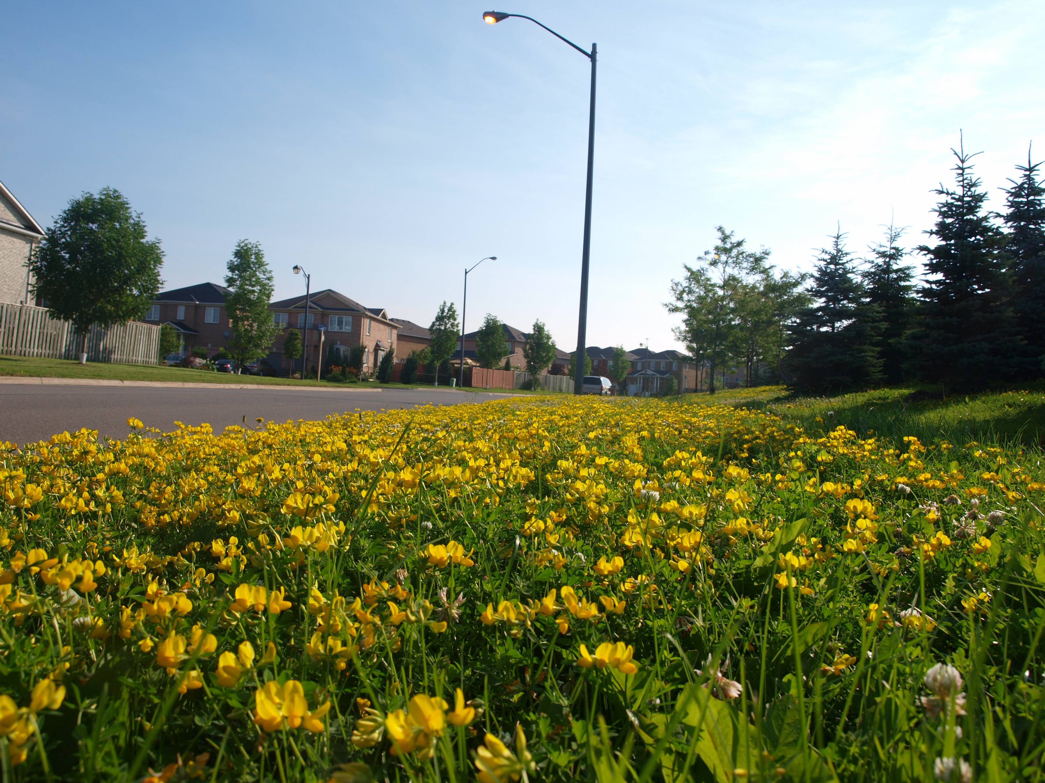 PHOTO: Nature and Suburbia - The Meadows of Mississauga - Spacing National