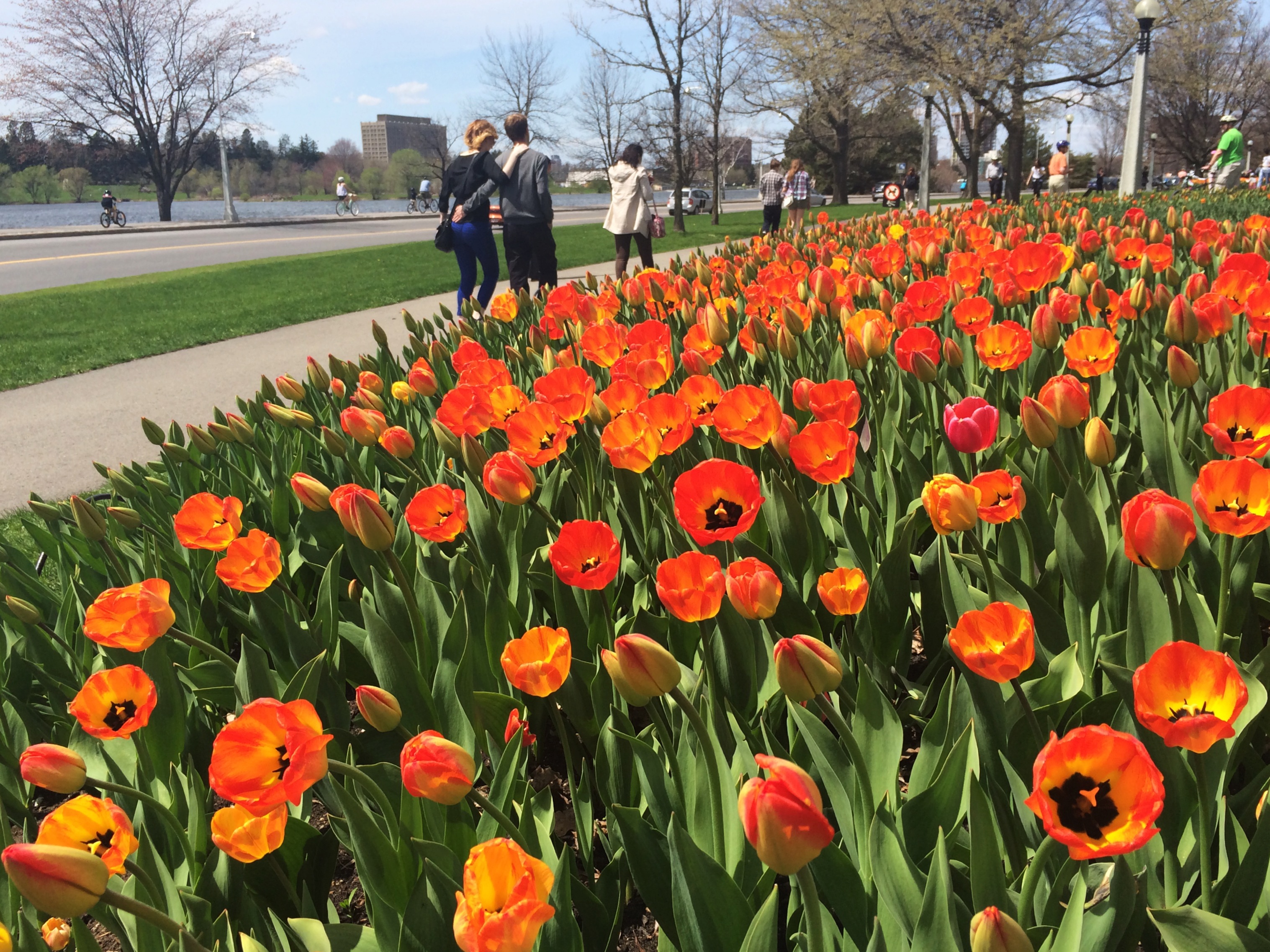 Image Of The Moment The Canadian Tulip Festival Spacing Ottawa 