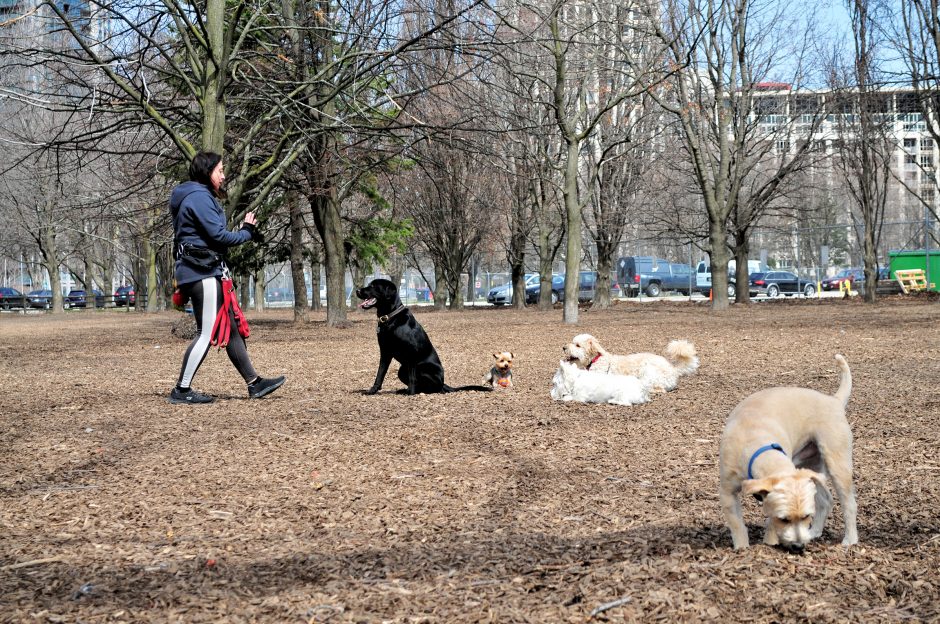 Bark is worth the fight after decades of conflict, dog parks have