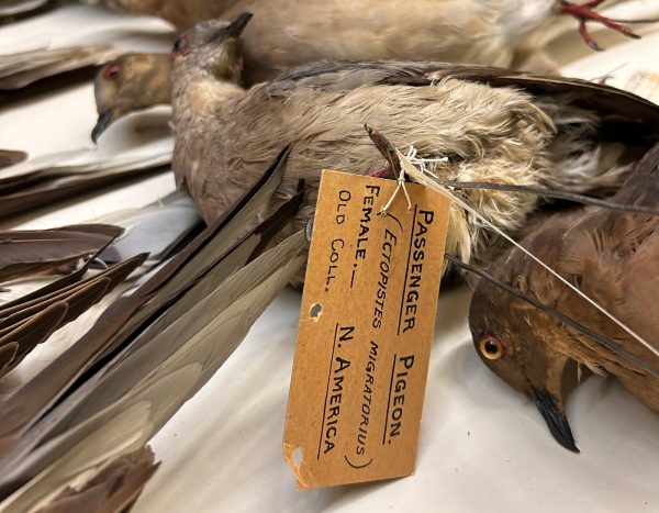 Labelled passenger pigeon specimen
