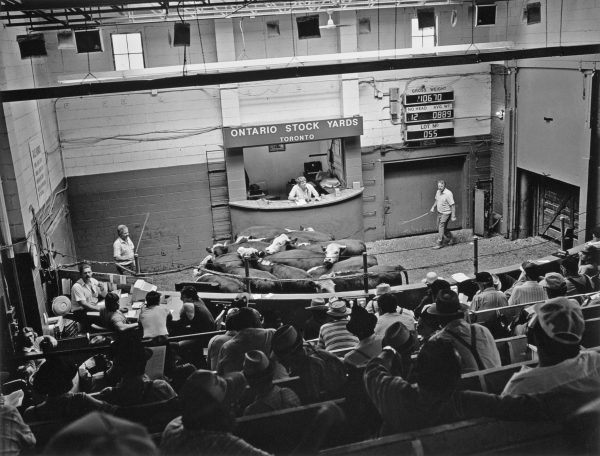 Ontario Stockyards, leading cattle through auction ring, 1991