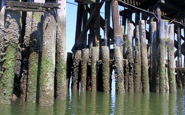 low tide markings. Image courtesy of waferboard.